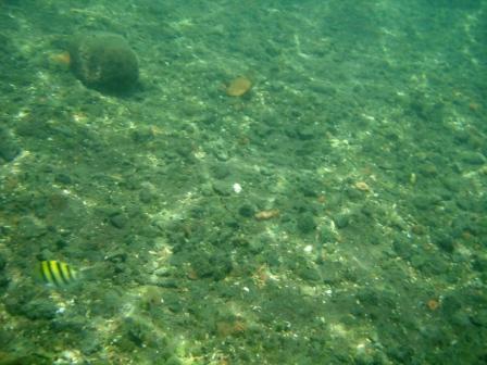 puna hot springs fish